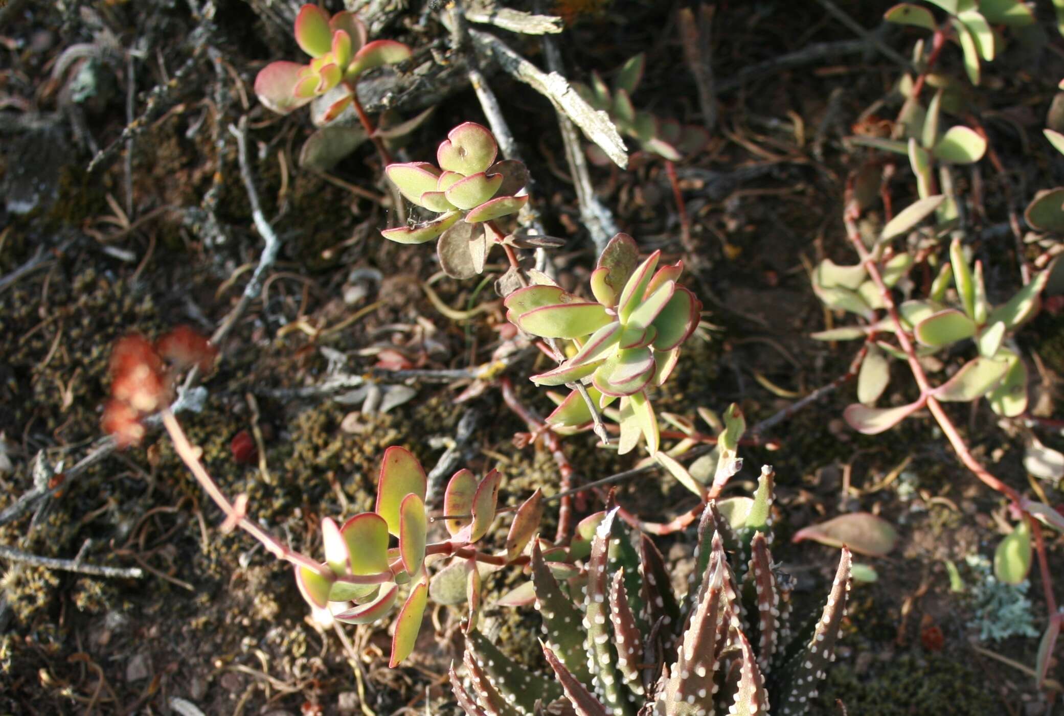 Image of Crassula atropurpurea (Haw.) D. Dietr.