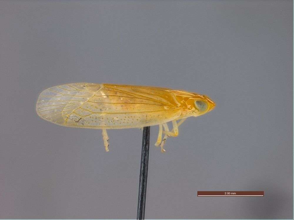 Image of Panarthropoda