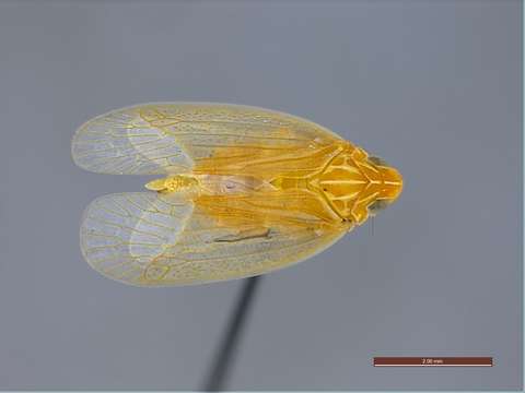 Image of Panarthropoda