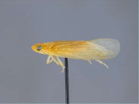 Image of Panarthropoda