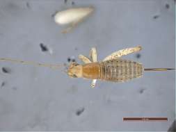 Image of Panarthropoda