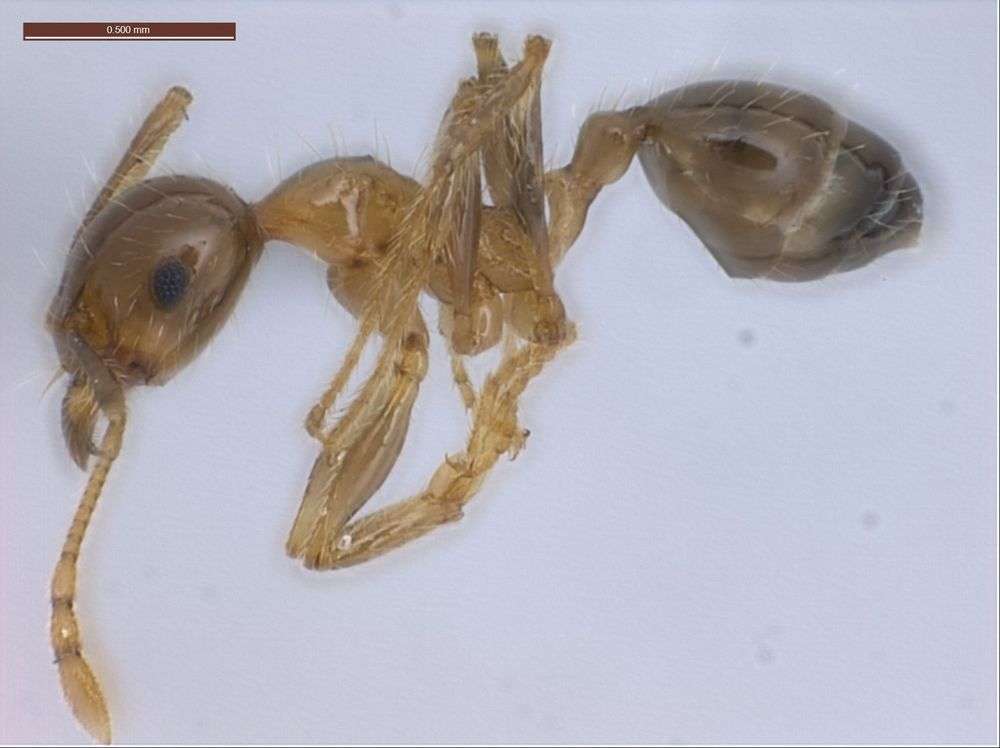 Image of Pheidole