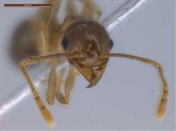 Image of Pheidole