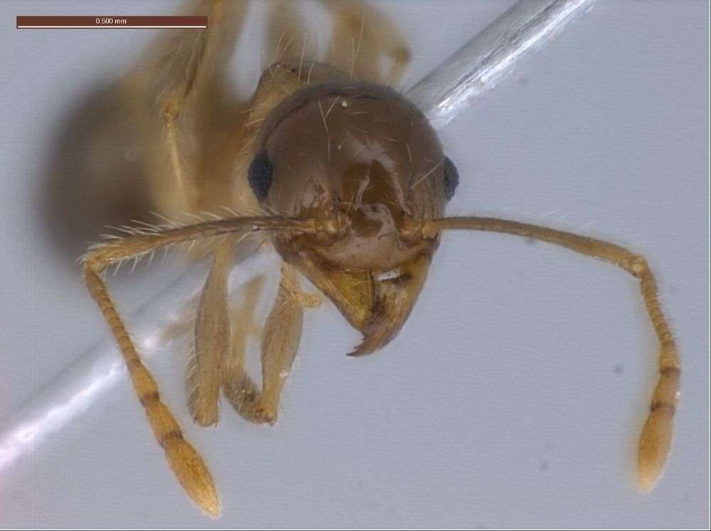 Image of Pheidole