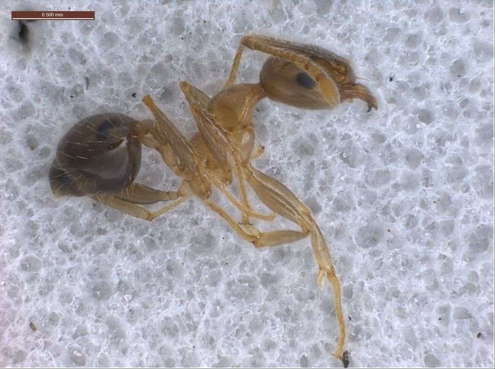 Image of Pheidole