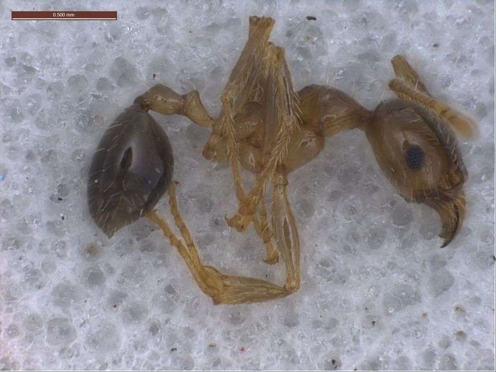 Image of Pheidole