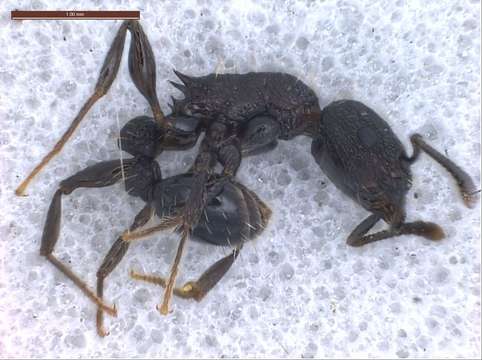 Image of Tetramorium