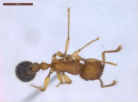 Image of Tetramorium