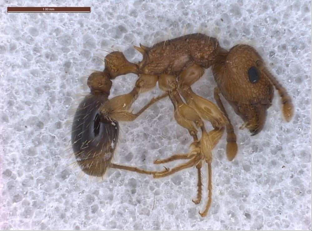 Image of Tetramorium