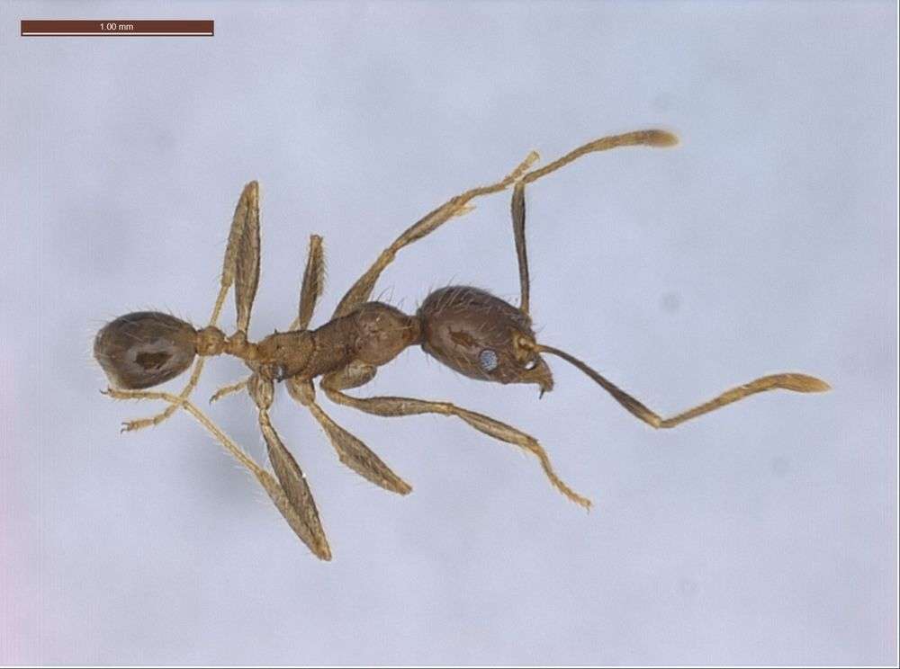 Image of Pheidole