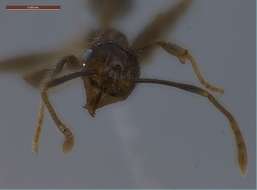 Image of Pheidole