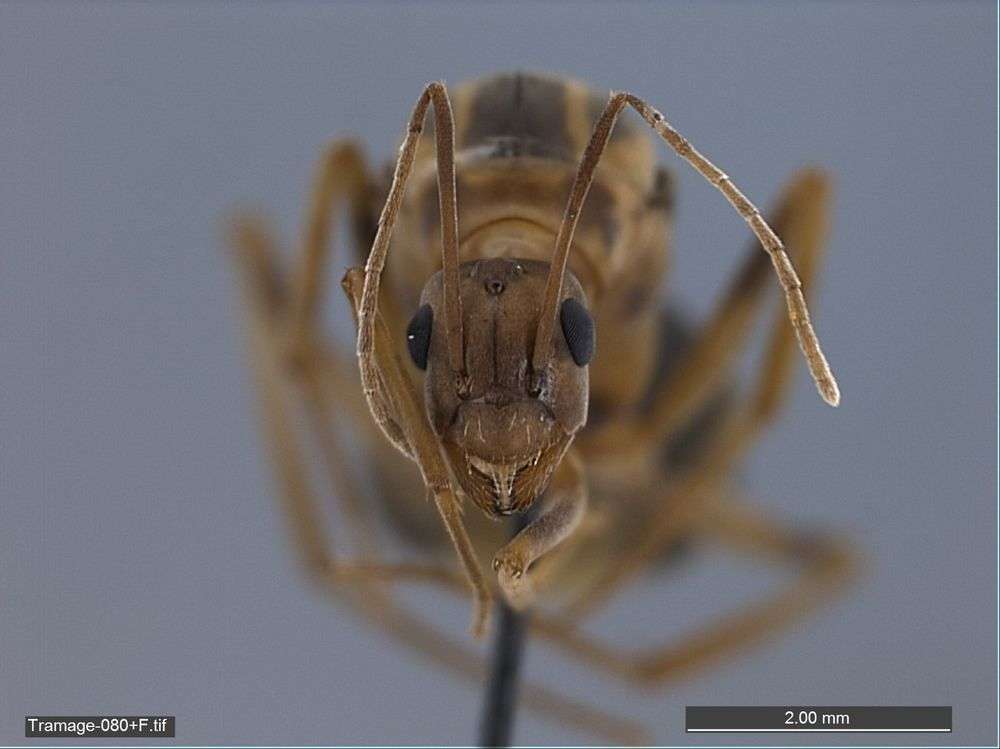 Anoplolepis resmi