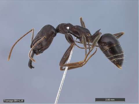 Image of Trap-jaw Ants