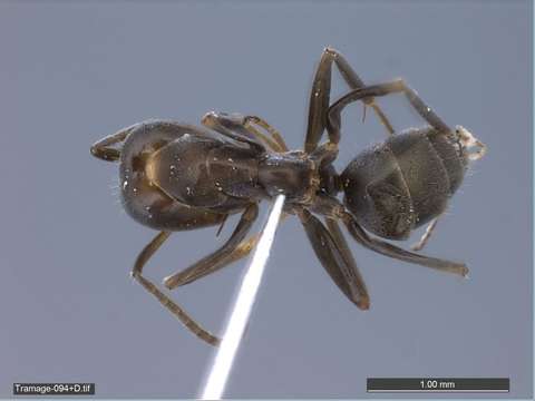 Image of Iridomyrmex