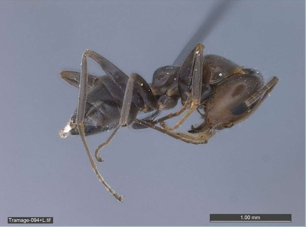 Image of Iridomyrmex