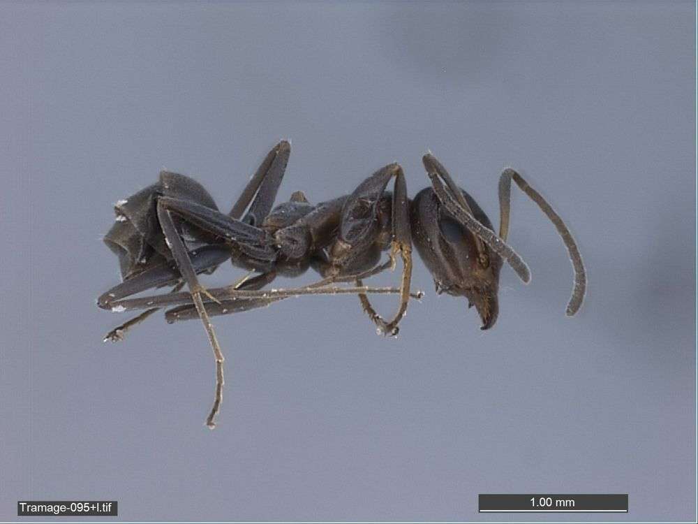 Image of Iridomyrmex