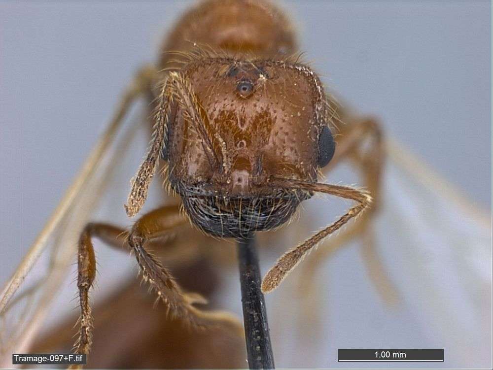 Слика од Solenopsis