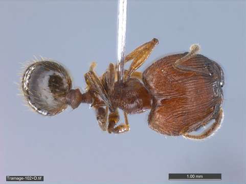 Image of Pheidole