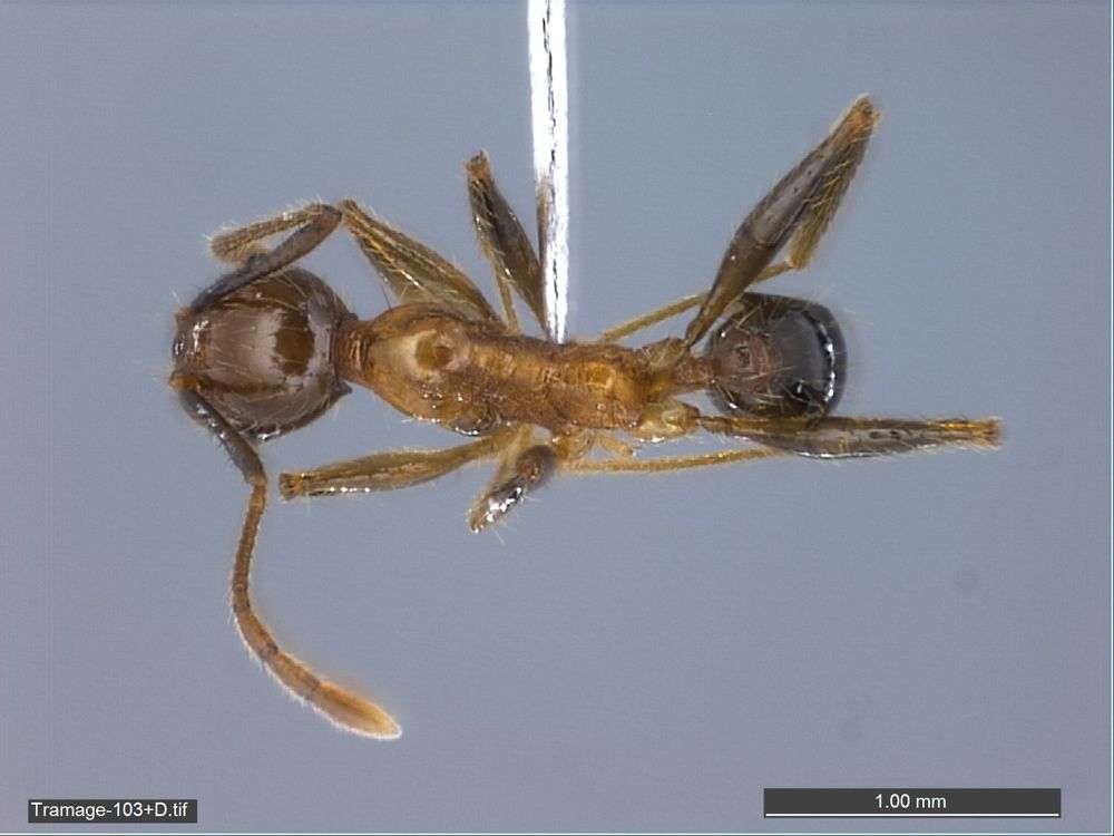 Image of Pheidole