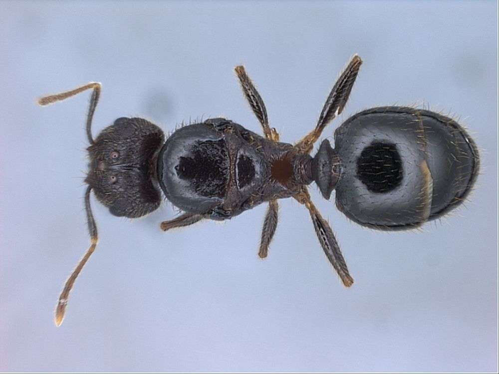 Image of Pheidole