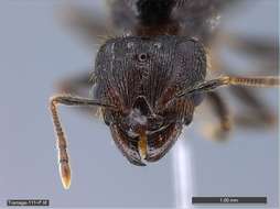 Image of Pheidole