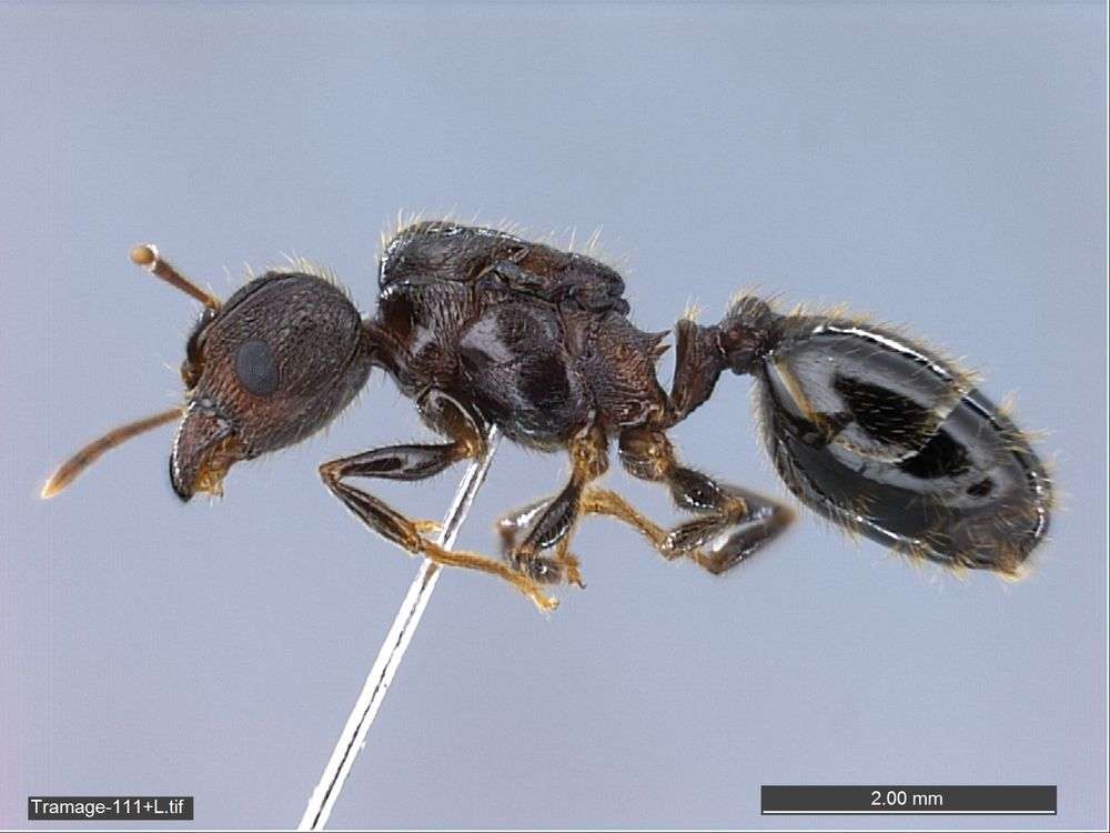 Image of Pheidole