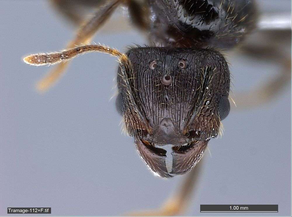 Image of Pheidole