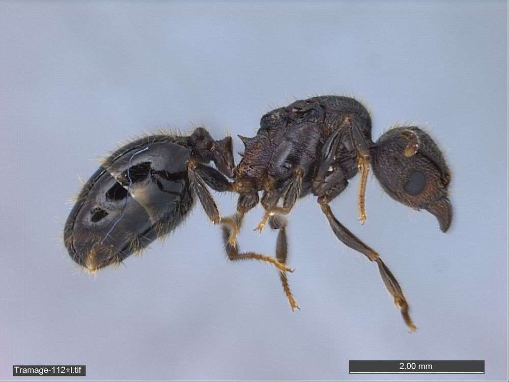 Image of Pheidole