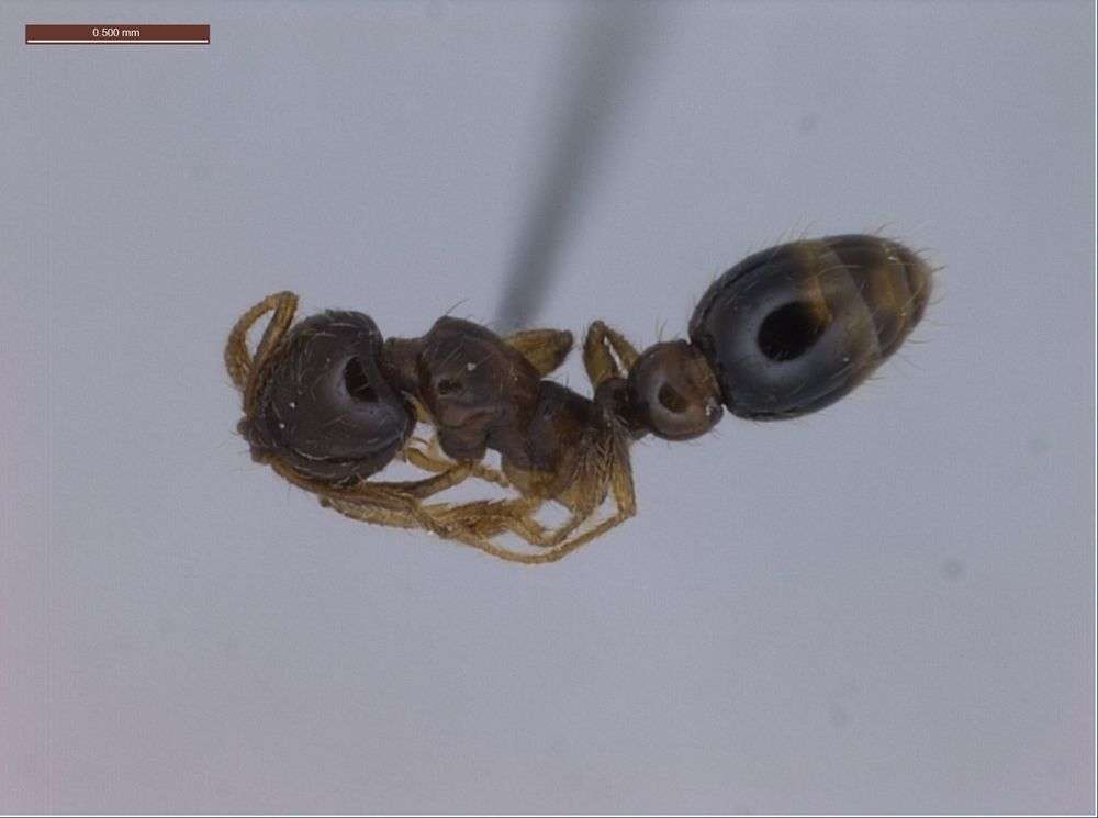 Image of Fire Ants and Thief Ants