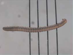 Image of myriapods