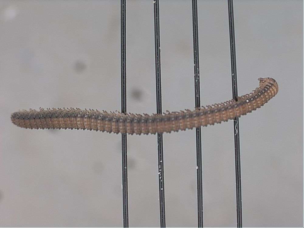 Image of myriapods