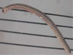 Image of myriapods