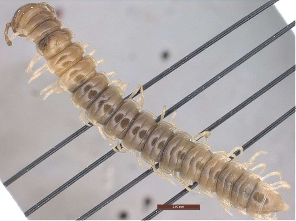 Image of myriapods