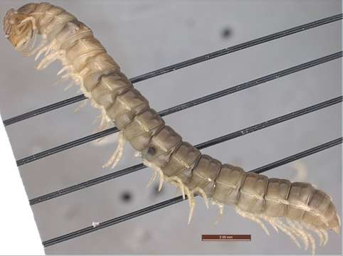 Image of myriapods