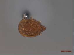 Image of Oribatidae