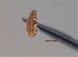 Image of Oribatidae