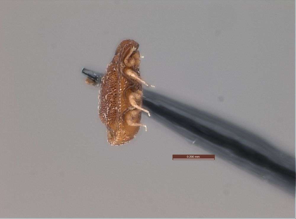 Image of Oribatidae