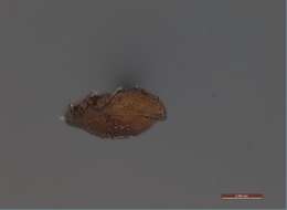 Image of Oribatidae