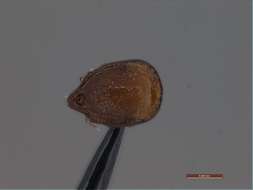 Image of Oribatidae
