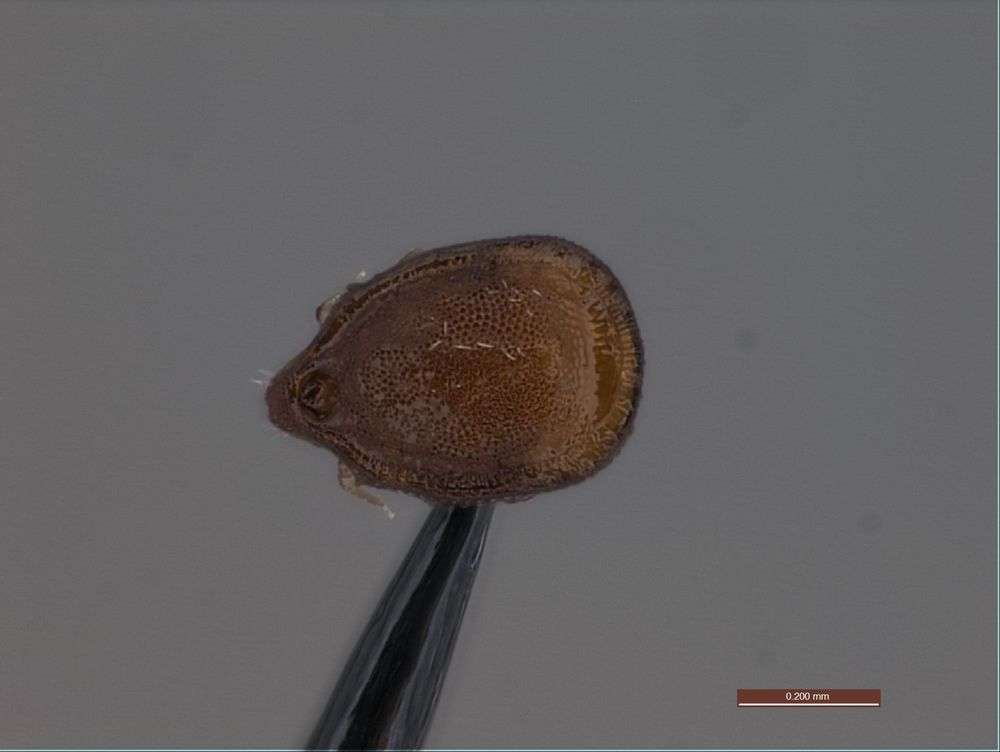 Image of Oribatidae