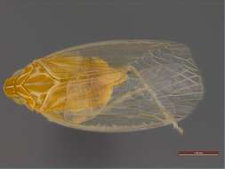 Image of Panarthropoda