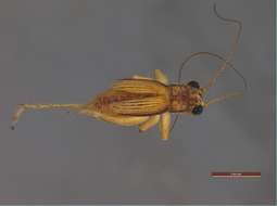 Image of Panarthropoda