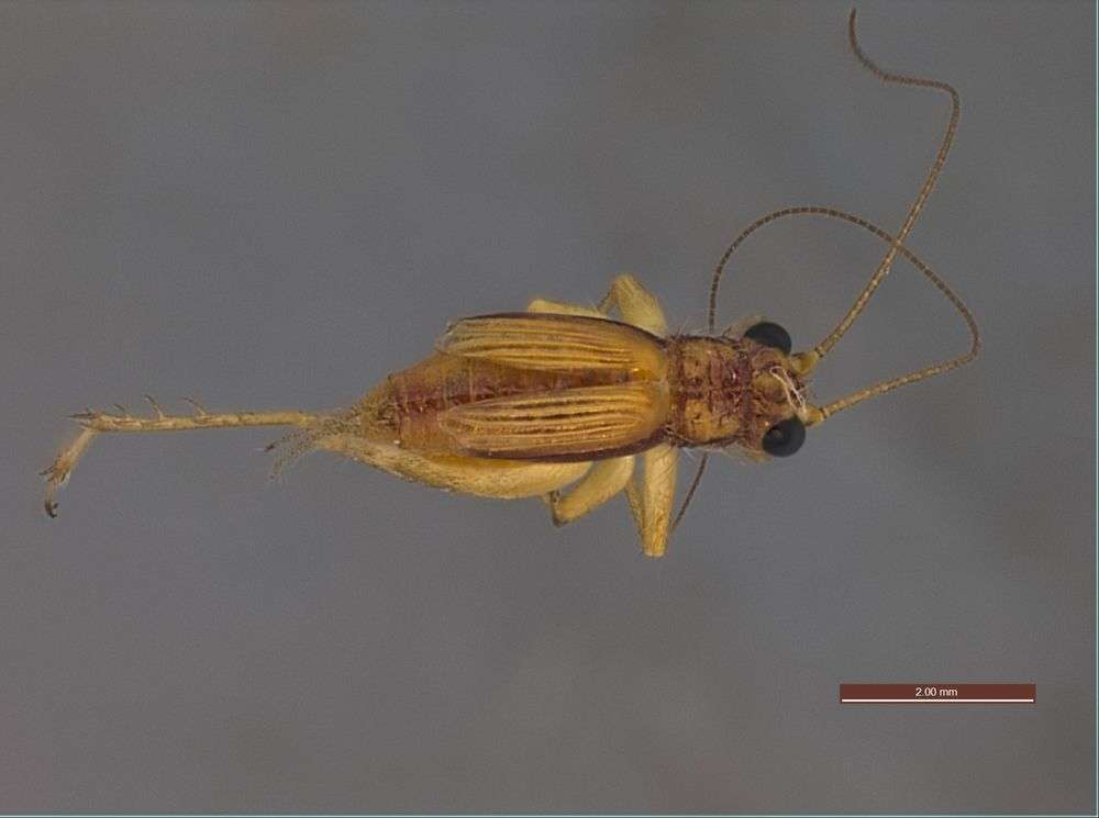 Image of Panarthropoda