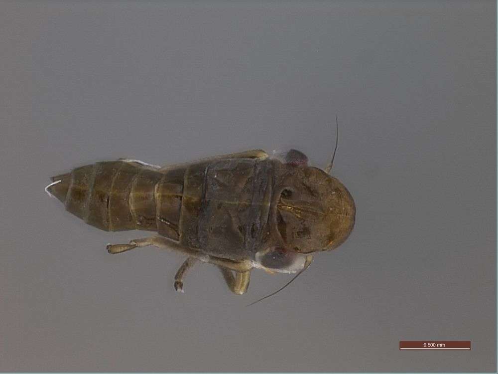 Image of Panarthropoda