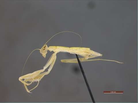 Image of Panarthropoda