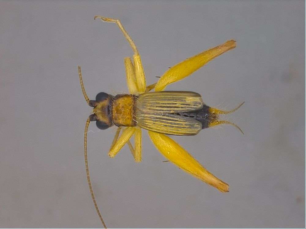 Image of Panarthropoda