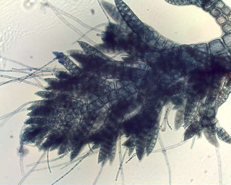 Image of Tolypiocladia F. Schmitz 1897