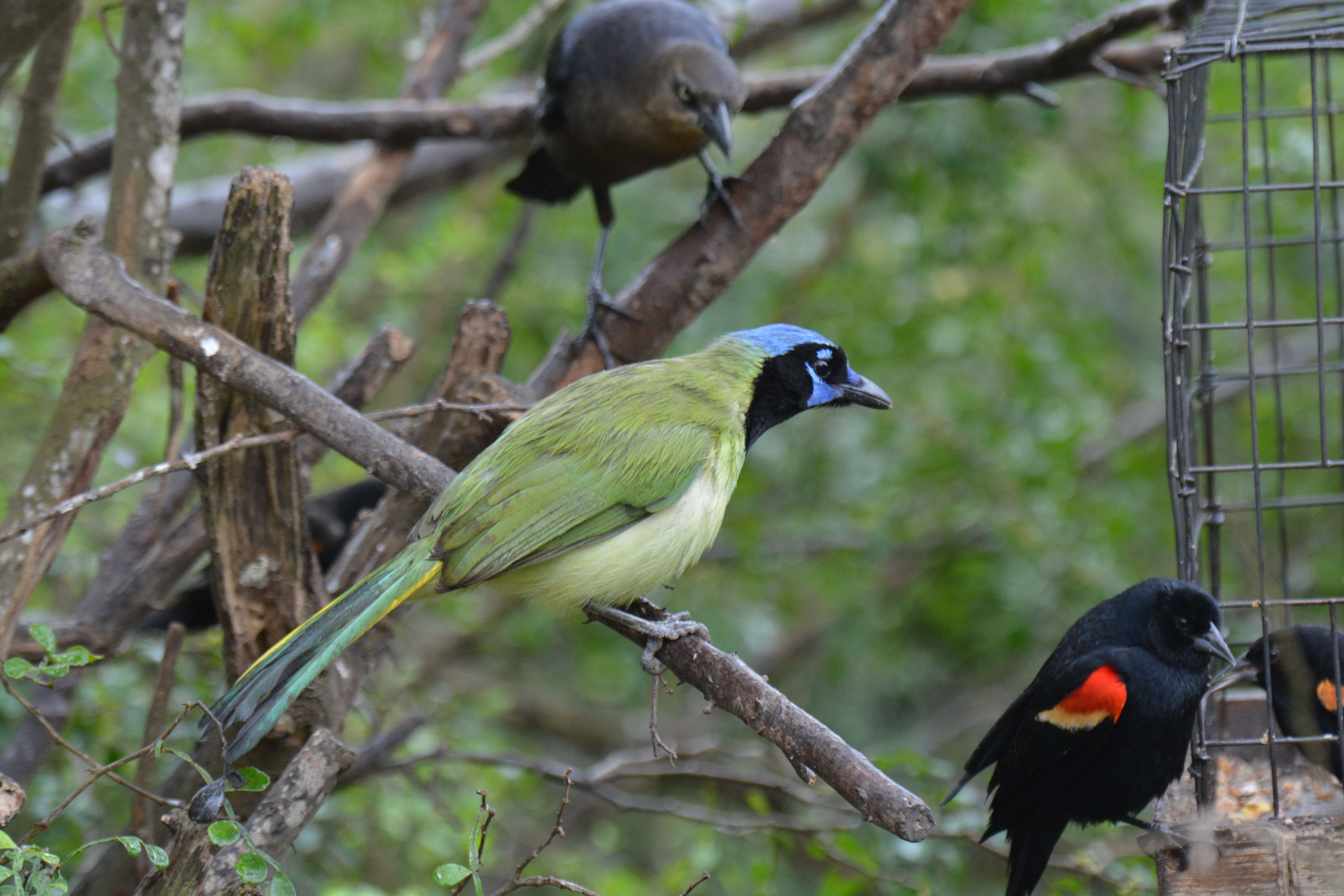 Image of Green Jay