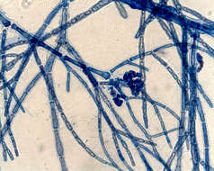 Image of Aglaothamnion Feldmann-Mazoyer 1941