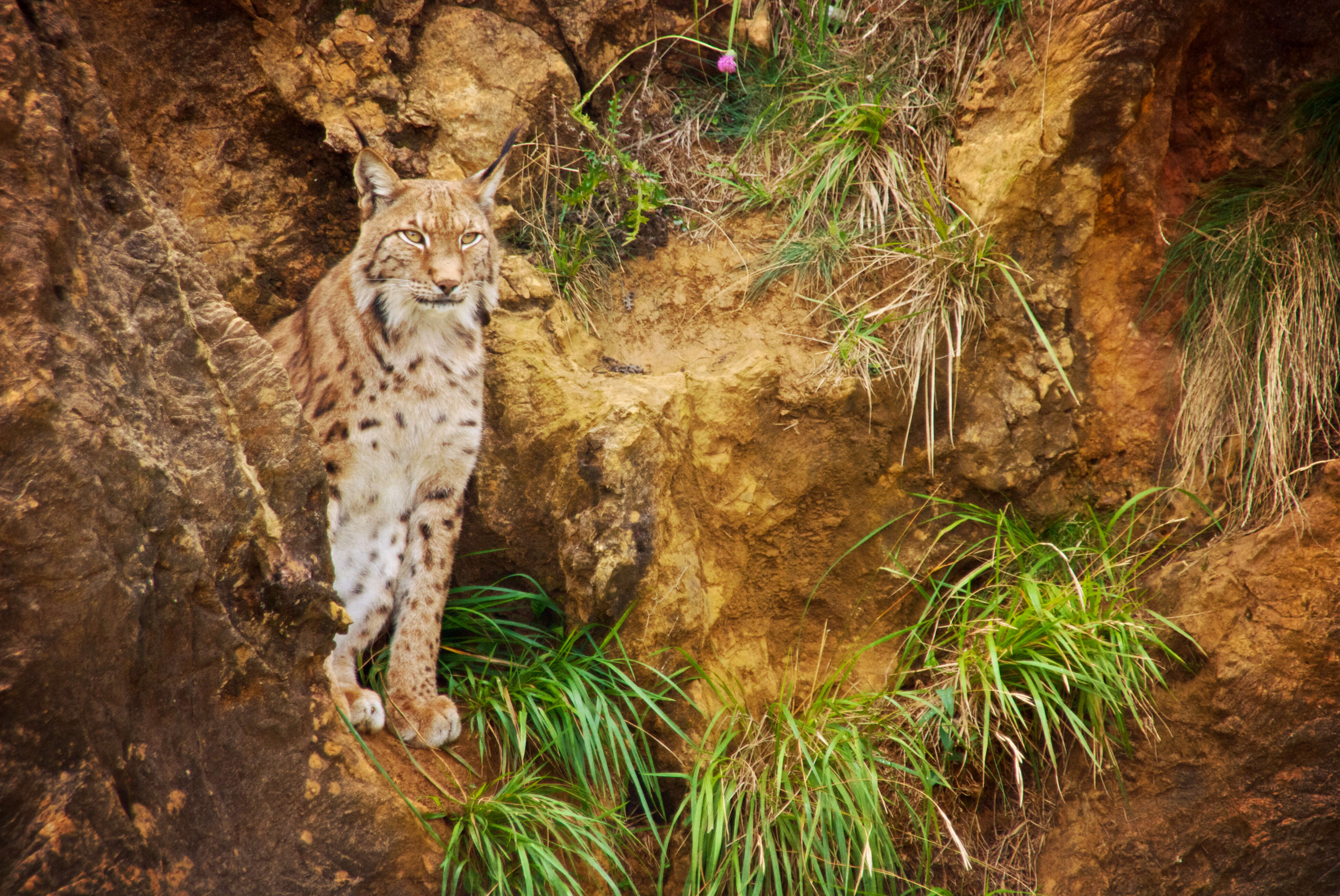 Image of Mexican bobcat